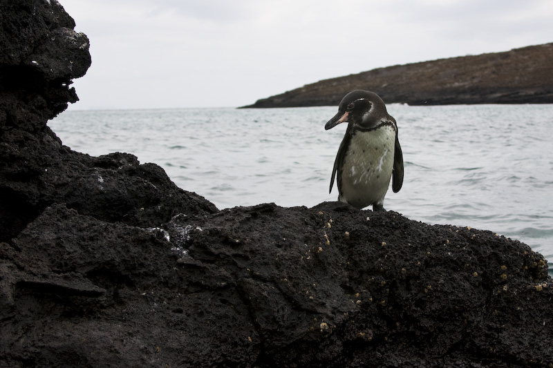 Galápagos Penguin